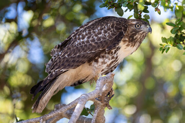 red tailed hawk