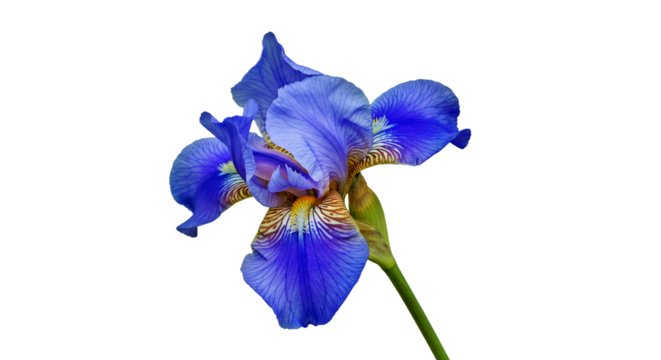 A Unique Blue Transvaal Iris, Its Petals Displaying a Gradient of Sky Blue to Indigo With Delicate, Feathery Edges