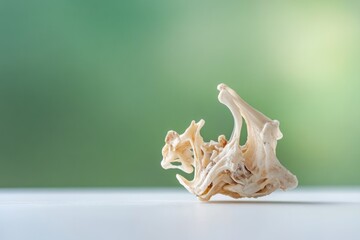 A delicate, bleached bone fragment rests on a white surface against a blurred green background.