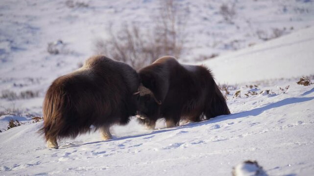 head butting musk ox