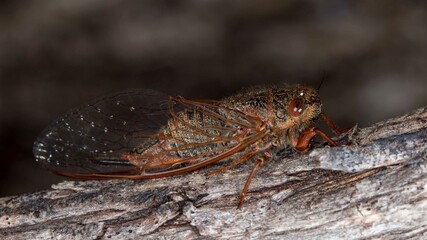 Popplepsalta rubristrigata - Australian cicada side view in bush habitat