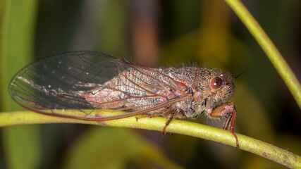 Red Scratcher cicada - Popplepsalta rubristrigata side profile macro on branch
