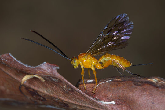 Brightly colored parasitic wasp - Theronia steindachneri in situ close-up