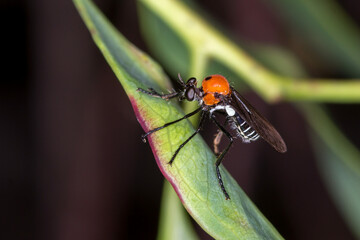 Cabasa pulchella - rare Australian robber fly on leaf