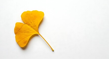 Naklejka premium Golden Ginkgo Solitude Autumn Leaf Minimalism A Single Ginkgo's Embrace Yellow Leaf on White Ginkgo's Gentle Fall AI Generated