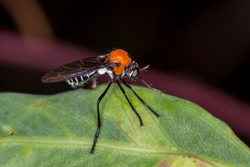 Wild Cabasa pulchella - macro photo of rare robber fly species
