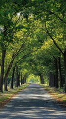 Naklejka premium A long asphalt road lined with trees and lush green foliage