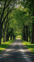 Obraz premium A long path leading through the lush green trees and grass