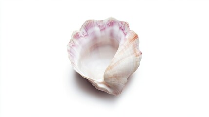 Elegant seashell with intricate patterns rests on a white background, showcasing its natural beauty and unique shape, isolated on white background