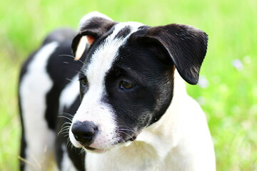 jack russell terrier