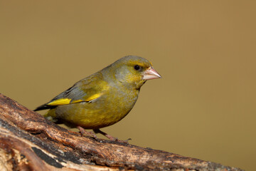 European greenfinch