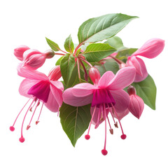 Fuchsia PNG vibrant flower PNG pink blossom PNG ornamental plant PNG botanical beauty PNG colorful petals PNG transparent background