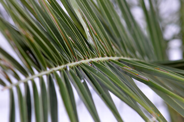 majesty palm leaves close up