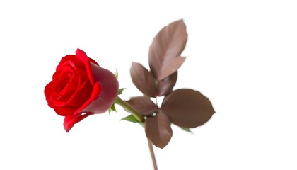 Obraz premium single red rose sitting in a vase