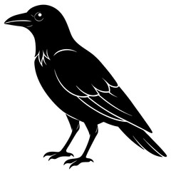 Fototapeta premium crow on white background
