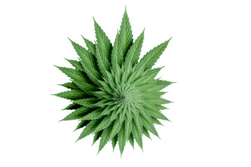 3d illustration of circular spiralic pattern made of Cannabis leaf in isolated on white. Weed, cannabis legalize, and hemp-related concept. 3d render