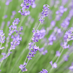 Lavender flowers blooming in the field. Soft focus