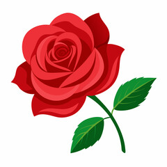red rose isolated on white