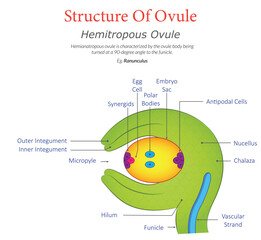 Hemitropous Ovule Diagram Showing Structure and Labeled Parts