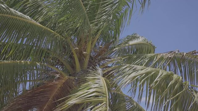 Palm tree in the wind, Canon oes r, c-log 8bits HD