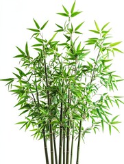 Fototapeta premium Bamboo's Beauty: This close-up shot captures the graceful and iconic silhouette of a bamboo plant. The image evokes serenity, freshness and zen