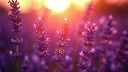 Obraz premium Lavender Field Sunset Bloom