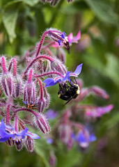 Bee on a borage flower in the summer garden