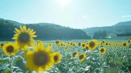 Fototapeta premium A field of sunflowers stretching toward the horizon on a sunny day. 