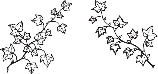 isolated climbing hawthorn plants ivy vine  Vector,climbing hawthorn plants ivy vine Silhouette,climbing hawthorn plants ivy vine icon set, climbing hawthorn plants ivy vine symbol ,black climbing haw