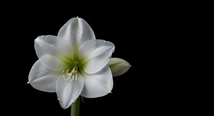 Fototapeta premium Moonlit Amaryllis AI Generated