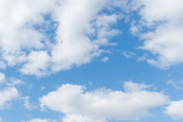 Blue Sky with Clouds and Bird Soaring High