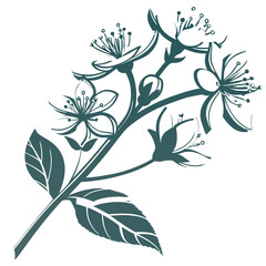 A silhouette-delicate-jasmine-flower-icon 