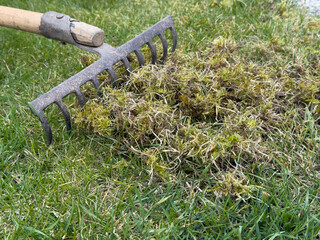 Close-up of a metal rake removing moss and thatch from green grass during lawn care or garden...