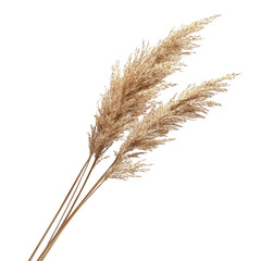 Natural beige pampas grass stem isolated on transparent background