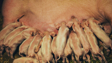 Newborn piglets suckling on a sow in a farm setting, highlighting the nurturing aspect of livestock © Довидович Михаил