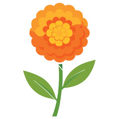 marigold-on-white-background  