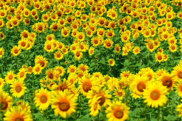 Obraz premium 上郷のひまわり畑。遠野、岩手、日本。8月中旬。