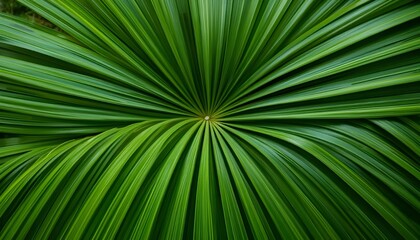 Obraz premium Close-Up Palm Leaf Texture with Lush Green Nature Background – Natural and Fresh Design