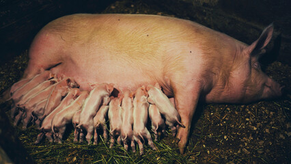 Newborn piglets nursing from sow resting on hay, depicting traditional farm environment and...