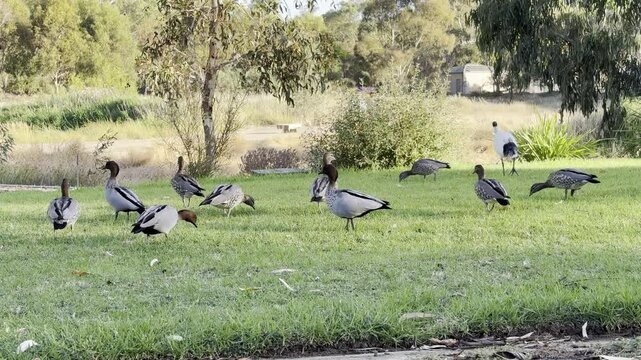 large group of waterfowl birds: Australian white ibis, wood duck and pacific black duck feeding on the grass in Lochiel Park Southern Wetland, klemzig, adelaide, south australia. australian common bir
