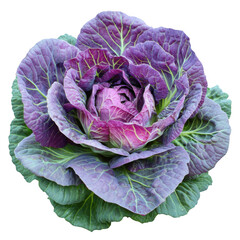 Obraz premium Purple cabbage isolated on transparent background