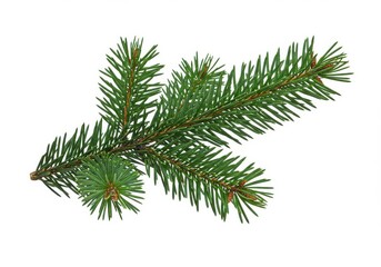A single fir branch with green needles isolated on a white background in a studio shot