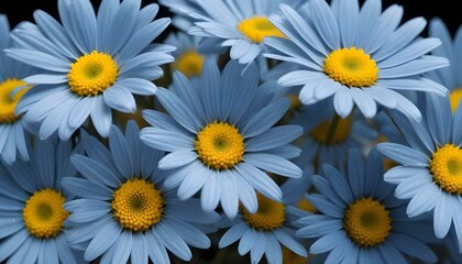 Fototapeta premium Close-up photograph of several blue daisy flowers with yellow centers, captured with a macro lens to highlight the intricate details of the petals and stamen