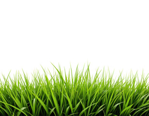 Fototapeta premium field grass isolated on transparent or white background