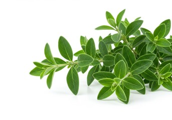 Obraz premium Close up of a sprig of oregano with small green leaves on a white background in bright lighting