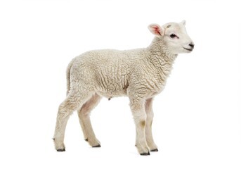 Fototapeta premium Side view of a young lamb with woolly fleece standing on a white background in a studio setting