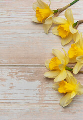 Yellow daffodils creating a border on rustic white wooden background