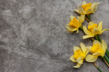 Yellow daffodils lying on gray stone background with copy space