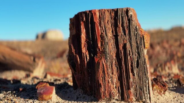 Pan left shot of Petrified Forest National Park showing large petrified tree stump with rich textures and colors, surrounded by scattered fossilized wood fragments under bright blue sky.