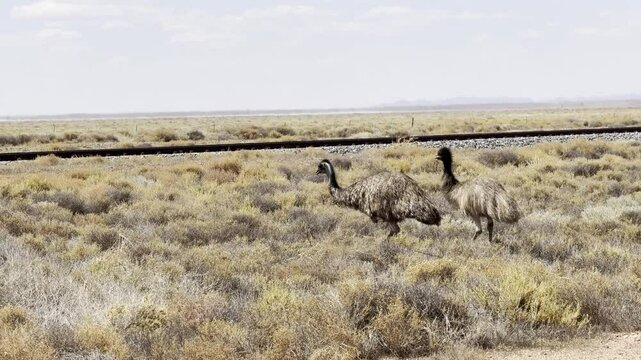 beautiful emu with chick walking near railway track in the outback, south australia. Common endemic native birds in australia